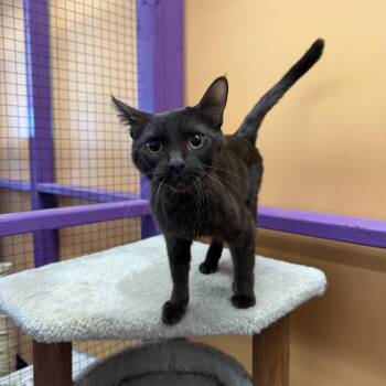 Sienna -  Domestic Short Hair Cat for Adoption in Albuquerque, New Mexico - Sienna | PetCurious