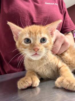 Doki Doki -  Domestic Short Hair Cat for Adoption in Fall River, Massachusetts - Doki Doki | PetCurious