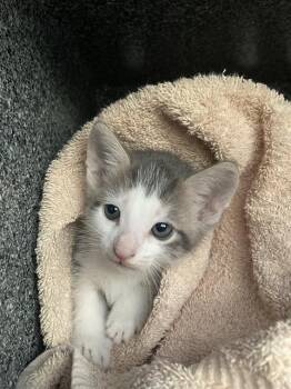 Domestic Short Hair Cats Available for Adoption in Dallas, Texas - DREAMY | PetCurious