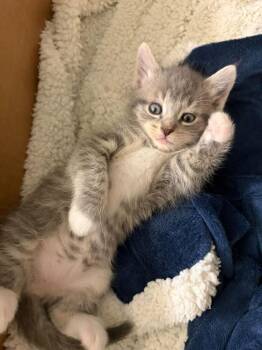 Alya -  Domestic Short Hair Cat for Adoption in Ferndale, Michigan - Alya | PetCurious