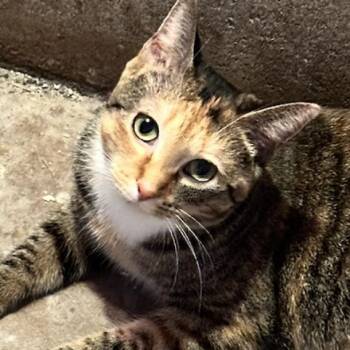 Rescue Domestic Medium Hair Cats for Adoption in Baldwin, Wisconsin - Poppy The Cat | PetCurious