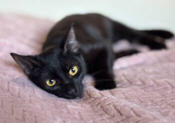 American Shorthair Cats Available for Adoption - Ainoha | PetCurious