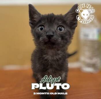 Pluto -  Domestic Short Hair Cat for Adoption in Wilmington, North Carolina - Pluto | PetCurious