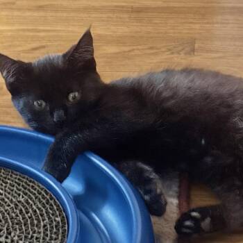 Nucci -  Domestic Short Hair Cat for Adoption in Duxbury, Massachusetts - Nucci | PetCurious