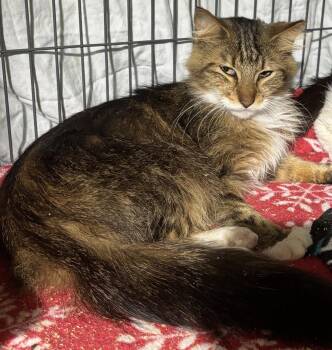 Phyllis -  Domestic Long Hair and Torbie Cat Available for Adoption in West Palm Beach, Florida - Phyllis | PetCurious