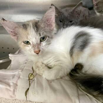 Milly -  Domestic Short Hair Cat for Adoption in Austin, Texas - Milly | PetCurious