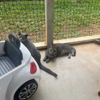 Domestic Short Hair Cats Available for Adoption in Lynchburg, Virginia - Tadpole | PetCurious
