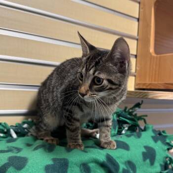 Pikachu -  Domestic Short Hair Cat for Adoption - Pikachu | PetCurious