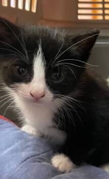 Etsy -  Domestic Short Hair Cat for Adoption in Westfield, New York - Etsy | PetCurious