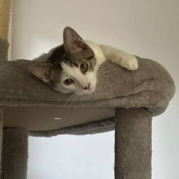 Rescue Domestic Short Hair Cats for Adoption in Hermitage, Pennsylvania - Plum | PetCurious