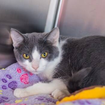 Rescue Domestic Short Hair Cats for Adoption - Aquarius | PetCurious