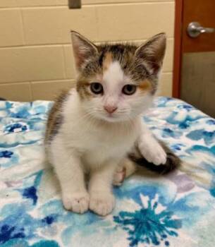 Cherry Garcia -  Domestic Short Hair Cat for Adoption in Westland, Michigan - Cherry Garcia | PetCurious