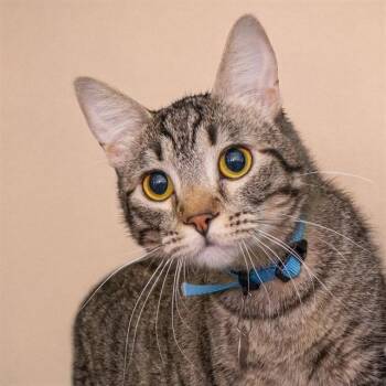 Domestic Short Hair Cats Available for Adoption in St. Louis, Missouri - RAPHAEL | PetCurious