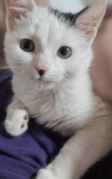 Dove -  Turkish Van and Domestic Short Hair Cat for Adoption - Dove | PetCurious