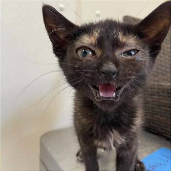 Gucci -  Domestic Medium Hair Cat for Adoption in St. Helena, California - Gucci | PetCurious