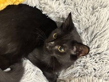 Lewis -  Domestic Short Hair Cat for Adoption in Palm Coast, Florida - Lewis | PetCurious