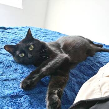 Maggie -  Domestic Short Hair Cat for Adoption in Lewisville, Texas - Maggie | PetCurious