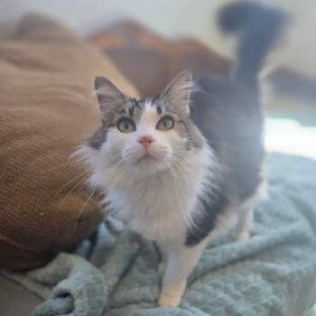 Domestic Long Hair Cats Available for Adoption - Molly | PetCurious