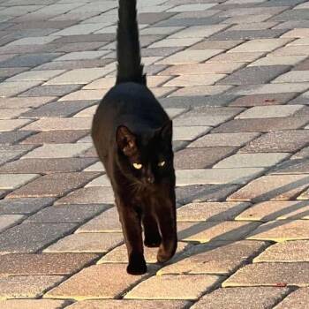 Raven -  Domestic Short Hair Cat for Adoption in Tampa, Florida - Raven | PetCurious