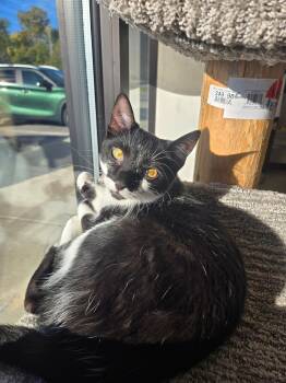 Rescue Domestic Short Hair Cats for Adoption in Greenwood, Indiana - Harriet | PetCurious