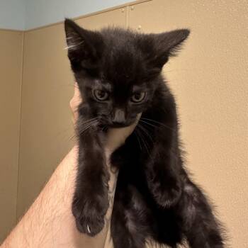 Ponyo -  Domestic Short Hair Cat for Adoption in Clavet, Saskatchewan - Ponyo | PetCurious