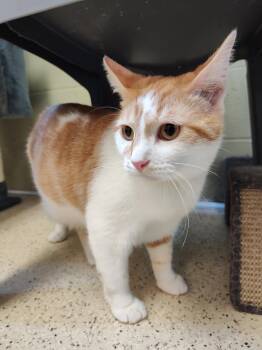 Domestic Short Hair Cats Available for Adoption - Hemingway - Declawed | PetCurious