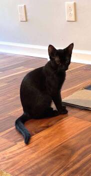 Rescue Domestic Short Hair Cats for Adoption in Statesboro, Georgia - Quill (Sienna) | PetCurious