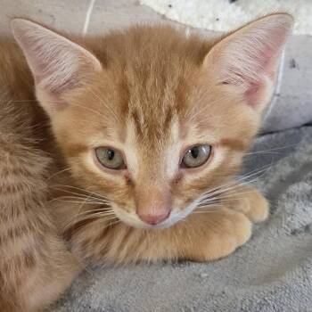 Sunoco -  Domestic Short Hair Cat for Adoption in Camden, Delaware - Sunoco | PetCurious