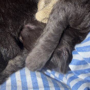 Catarina -  American Shorthair Cat for Adoption in Lake Jackson, Texas - Catarina | PetCurious