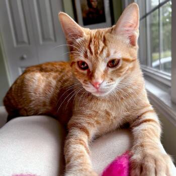 Lazy River -  Domestic Short Hair Cat for Adoption in Apex, North Carolina - Lazy River | PetCurious