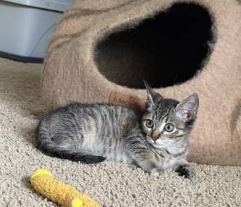Cookie -  Domestic Short Hair Cat for Adoption in Sherwood, Oregon - Cookie | PetCurious