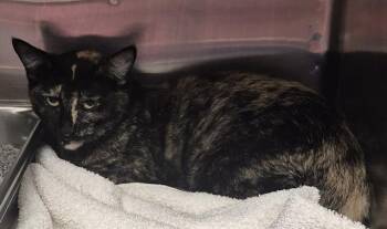 Domestic Short Hair Cats Available for Adoption in Decatur, Illinois - LORELEI | PetCurious