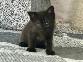 Domestic Short Hair Cats Available for Adoption in Charlotte, North Carolina - FRANCIS | PetCurious