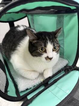 FENDI -  Domestic Short Hair Cat for Adoption in Loveland, Colorado - FENDI | PetCurious
