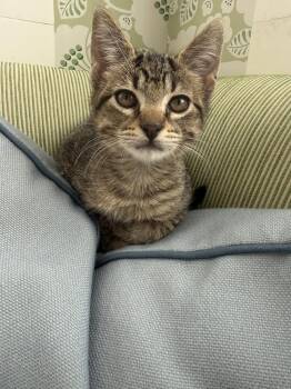 Cub -  Tabby and Domestic Short Hair Cat for Adoption in Dallas, Texas - Cub | PetCurious