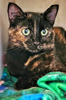 Rescue Domestic Short Hair Cats for Adoption in Littlestown, Pennsylvania - Morganne | PetCurious