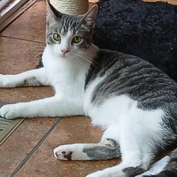 Kepler -  Domestic Short Hair Cat for Adoption in Mokena, Illinois - Kepler | PetCurious