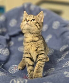 Rescue Domestic Short Hair Cats for Adoption in Yankton, South Dakota - Sprinkles | PetCurious