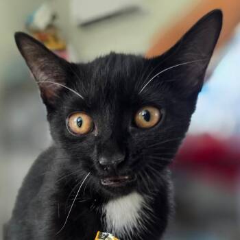 Mushu -  Domestic Short Hair Cat for Adoption in Chapel Hill, North Carolina - Mushu | PetCurious