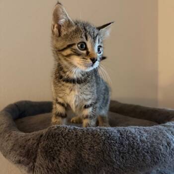 Sausage -  Domestic Short Hair Cat for Adoption in NEW PT RICHEY, Florida - Sausage | PetCurious