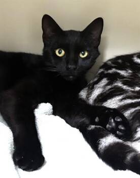Domestic Short Hair Cats Available for Adoption in Boston, Massachusetts - LITTLE BEAR | PetCurious