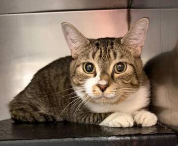 Flapjack -  Domestic Short Hair Cat for Adoption in Burgaw, North Carolina - Flapjack | PetCurious