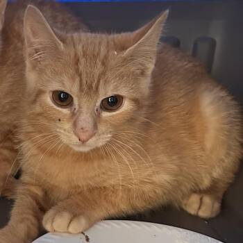 Domestic Short Hair Cats Available for Adoption in Rocky Mount, Virginia - Ancho | PetCurious