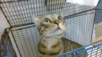 Domestic Short Hair Cats Available for Adoption in Doral, Florida - CODY | PetCurious