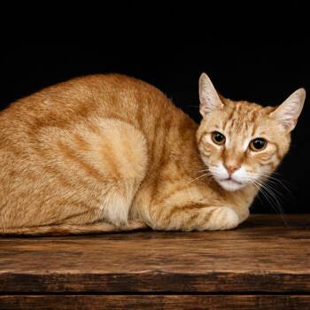 Frodo -  Domestic Short Hair Cat for Adoption in Las Vegas, Nevada - Frodo | PetCurious