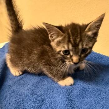 Parmida -  Domestic Short Hair Cat for Adoption in Pasadena, California - Parmida | PetCurious