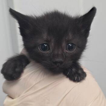 Hexxus -  Domestic Short Hair Cat for Adoption in Abilene, Texas - Hexxus | PetCurious
