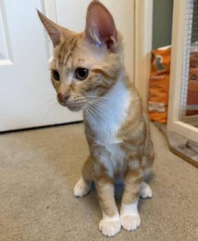 Ember (with Dale) -  Domestic Short Hair Cat for Adoption in Silverton, Oregon - Ember (with Dale) | PetCurious