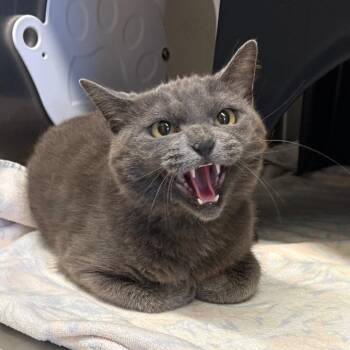 Twila -  Domestic Short Hair Cat for Adoption in Morganton, North Carolina - Twila | PetCurious