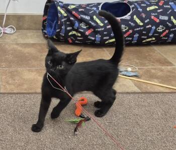 Tom -  Domestic Short Hair Cat for Adoption in South Bend, Indiana - Tom | PetCurious